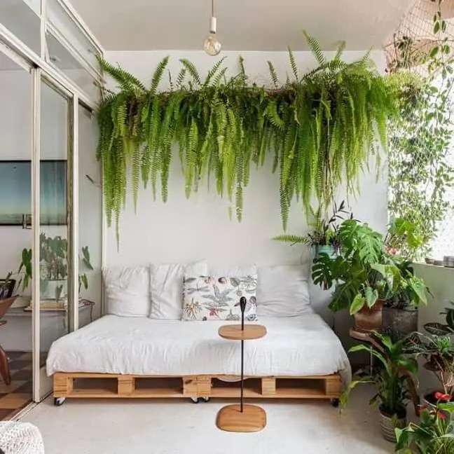 19. How to take care of the American fern: the plant loves humidity but avoids leaving the soil soggy. Source: domestic stories 19. How to take care of the American fern: the plant loves humidity but avoids leaving the soil soggy. Source: domestic stories