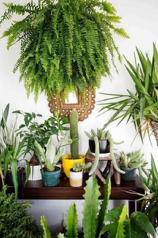 25. The American fern is present in the collection of balcony plants. Source: brand new old 25. The American fern is present in the collection of balcony plants. Source: brand new old