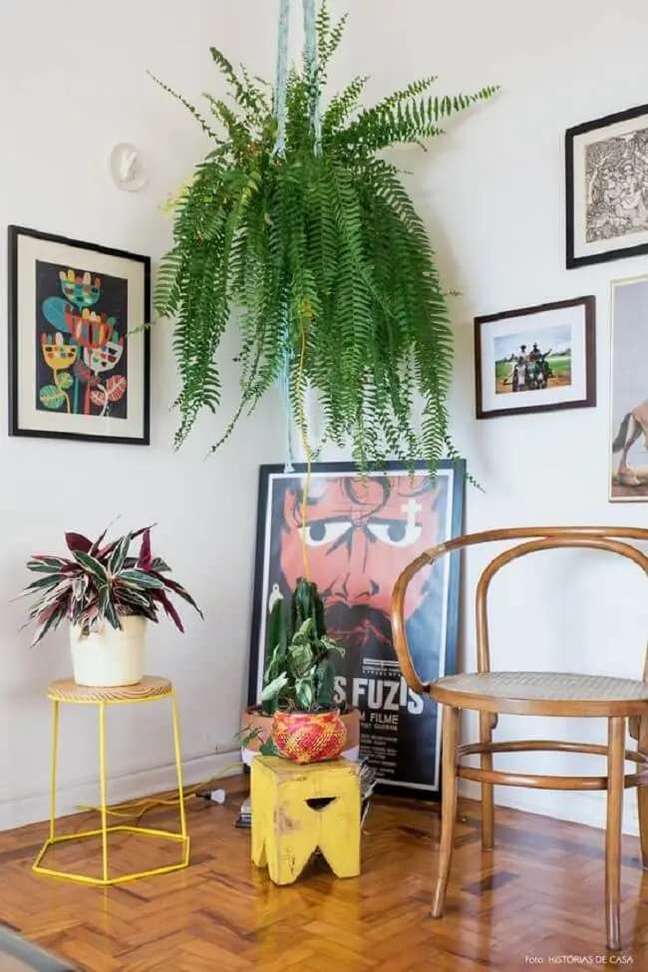 13. American fern in a hanging pot. Source: domestic stories 13. American fern in a hanging pot. Source: domestic stories