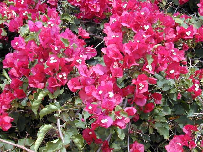 How to plant and care for spring How to plant and care for spring