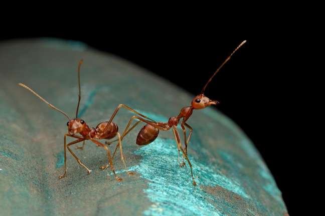 Pesquisa agora contestada usou formigas para estudar os possíveis motivos do aumento ou diminuição do tamanho do cérebro