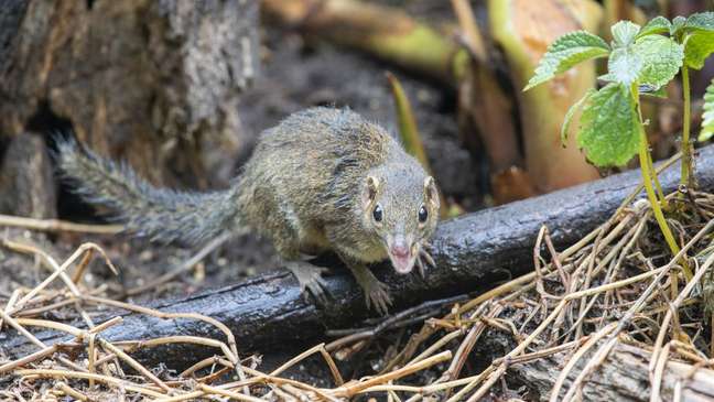 Of the wild and domestic animals analyzed, shrew was the one that showed the highest presence of the virus