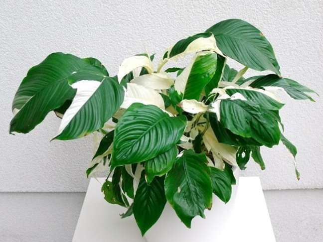 19 plants with streaked leaves 19 plants with streaked leaves