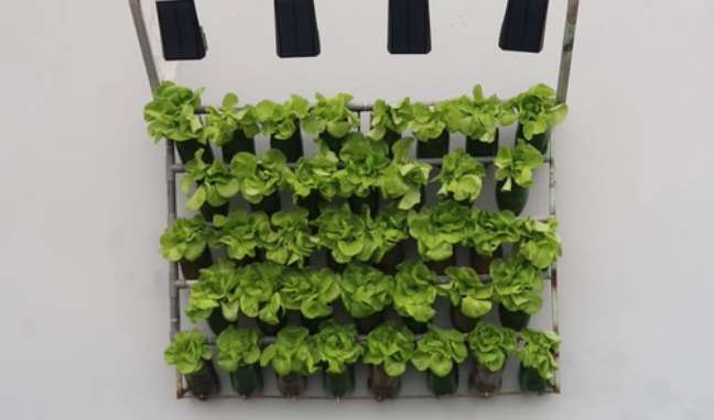 Does your home not have enough sunlight? Set up this wall-mounted lettuce garden and provide much needed warmth with grow lights. Does your home not have enough sunlight? Set up this wall-mounted lettuce garden and provide much needed warmth with grow lights.
