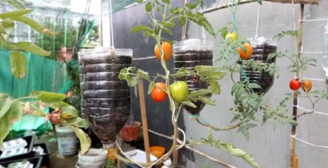 Growing tomatoes in plastic bottles is a task for beginners. You can grow many of these plants and hang them in a sunny spot on your porch. Growing tomatoes in plastic bottles is a task for beginners. You can grow many of these plants and hang them in a sunny spot on your porch.