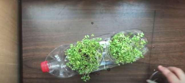 The nutty flavor of mustard leaves can be a tasty addition to your cooking. You can easily create a hydroponic garden to grow this herb in your home. The nutty flavor of mustard leaves can be a tasty addition to your cooking. You can easily create a hydroponic garden to grow this herb in your home.