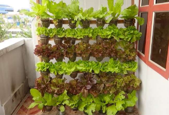 Arrange the plastic bottles in rows using wooden planks, nails, and well-draining growing medium. Arrange the plastic bottles in rows using wooden planks, nails, and well-draining growing medium.