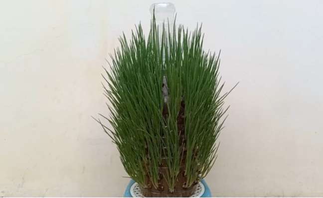 Grow delicious green onions in your home using this recycled bottle setup. You will get a bountiful harvest in minimal space. Grow delicious green onions in your home using this recycled bottle setup. You will get a bountiful harvest in minimal space.