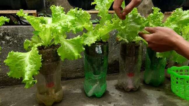 Self-watering vegetable garden in plastic bottles. A great idea for busy gardeners! Forget about maintaining a watering schedule and help your vegetables thrive in a self-watering garden like this one. Self-watering vegetable garden in plastic bottles. A great idea for busy gardeners! Forget about maintaining a watering schedule and help your vegetables thrive in a self-watering garden like this one.