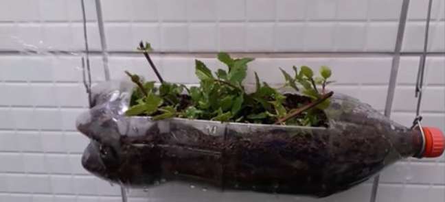 Set up a mint garden with hanging bottles on the porch. You can also grow cilantro, basil, and other herbs with shallow roots. Set up a mint garden with hanging bottles on the porch. You can also grow cilantro, basil, and other herbs with shallow roots.