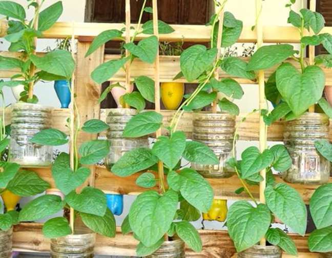 Pamper yourself by harvesting fresh Malabar spinach and growing it in a recycled plastic garden. Pamper yourself by harvesting fresh Malabar spinach and growing it in a recycled plastic garden.