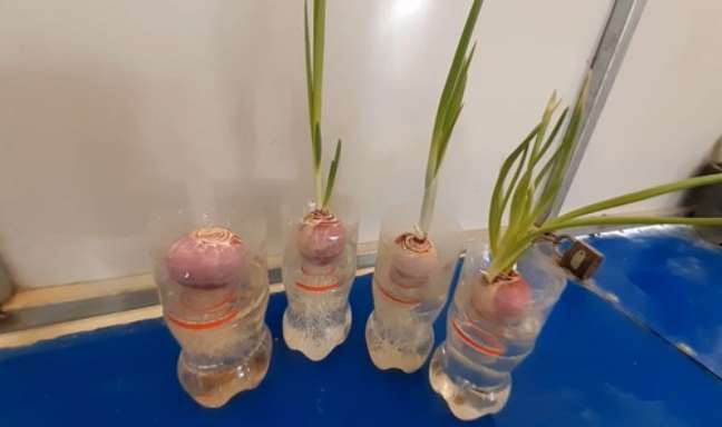 Growing onions in plastic bottles is as easy as it sounds, with no soil and fertilizer issues. Growing onions in plastic bottles is as easy as it sounds, with no soil and fertilizer issues.