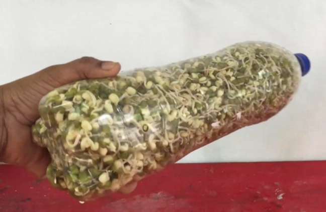 Grow a healthy plate of bean sprouts. The best part is that this method has no soil and fertilizer issues. Grow a healthy plate of bean sprouts. The best part is that this method has no soil and fertilizer issues.