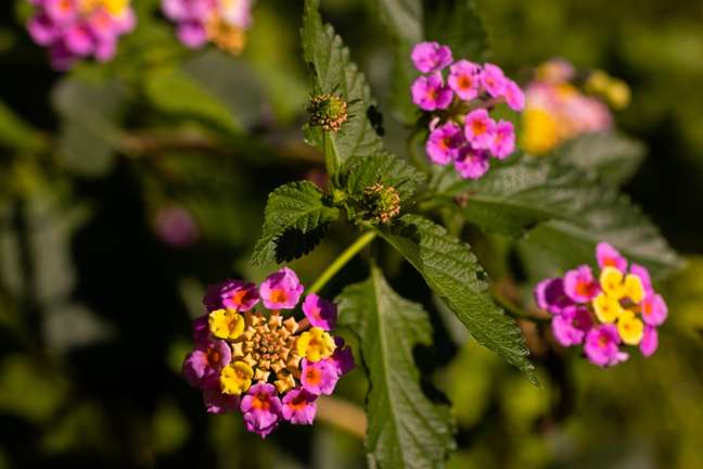 How to plant and care for lantana
