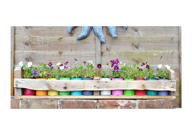 Rainbow can planters. Rainbow can planters.