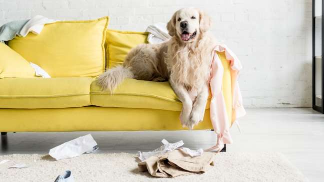 Do you have a demanding pet? 5 tips to calm you down Do you have a demanding pet? 5 tips to calm you down