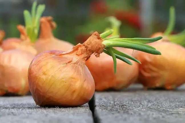 How to plant onions: 4 ways to grow, features and benefits How to plant onions: 4 ways to grow, features and benefits