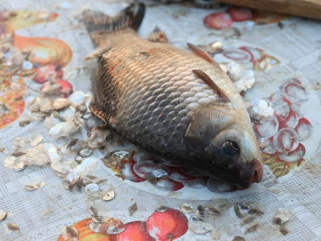 carp scales carp scales