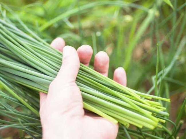 6. Learn to plant leafy onions, the famous chives. Source: The bold age 6. Learn to plant leafy onions, the famous chives. Source: The bold age