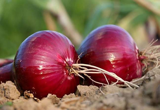 5. Learn how to plant red onions in the ground. Source: Pixabay 5. Learn how to plant red onions in the ground. Source: Pixabay