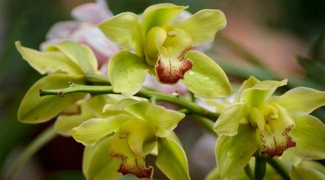 Cymbidium Orchid: When planted outdoors, they should never be in direct light. You can choose to keep them in pots, leave them out for a few hours, and move them back to the shade in the afternoon. Keep in mind that if the plant doesn't have apple green leaves, but rather leaves that are a darker shade of green, it probably won't produce very good flowers. Grow these orchids in clayey humus. Loose, rich potting soil should serve your purposes well. Cymbidium Orchid: When planted outdoors, they should never be in direct light. You can choose to keep them in pots, leave them out for a few hours, and move them back to the shade in the afternoon. Keep in mind that if the plant doesn't have apple green leaves, but rather leaves that are a darker shade of green, it probably won't produce very good flowers. Grow these orchids in clayey humus. Loose, rich potting soil should serve your purposes well.