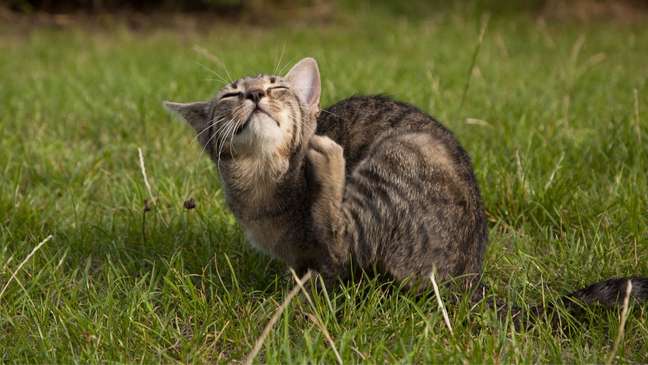 Fleas cause itching and discomfort to cats