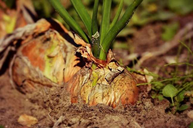 3. Find out how to plant sprouted onions. Source: Pixabay 3. Find out how to plant sprouted onions. Source: Pixabay