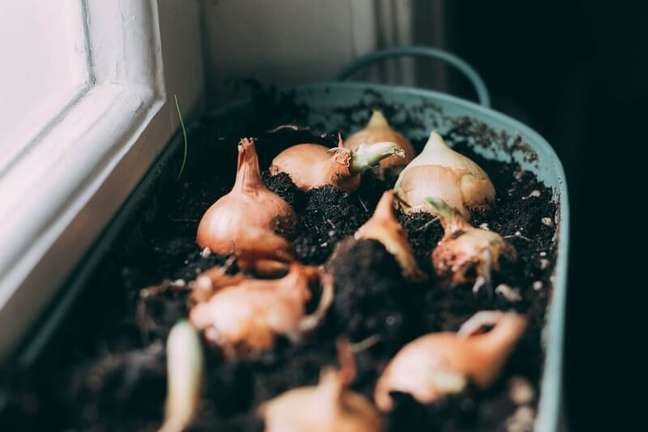 7. How to plant onions in pots: the soil must be well drained. Source: Pexel 7. How to plant onions in pots: the soil must be well drained. Source: Pexel