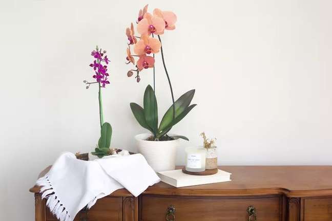How to buy a healthy orchid How to buy a healthy orchid