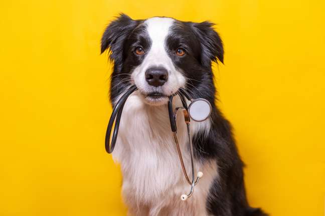 Anxiety in pets: learn to identify and treat it Anxiety in pets: learn to identify and treat it