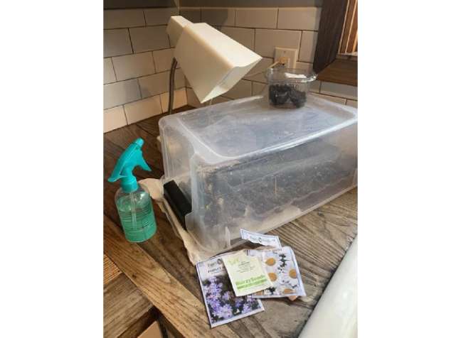 Simple greenhouse with plastic bowl