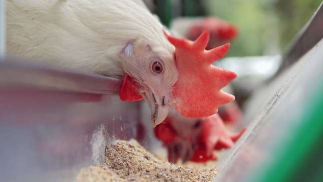 The color of chicken meat can vary depending on the pigments contained in the grain used in the chicken diet. The color of chicken meat can vary depending on the pigments contained in the grain used in the chicken diet.