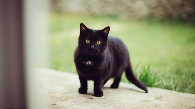 Seven lives? How to calculate the age of cats Seven lives? How to calculate the age of cats