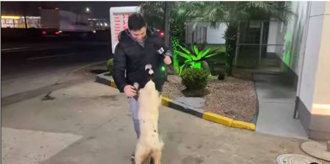 The playful dog jumps on the reporter and asks for affection during the live entrance The playful dog jumps on the reporter and asks for affection during the live entrance