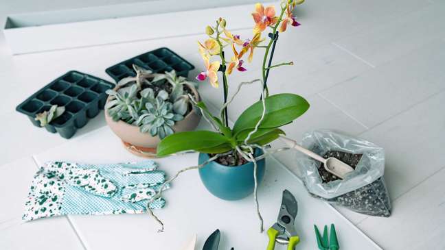 When and how to replant an orchid When and how to replant an orchid