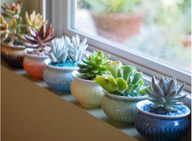 Succulents: Available in so many shapes and sizes, you can place succulents anywhere in a dry environment! Succulents: Available in so many shapes and sizes, you can place succulents anywhere in a dry environment!