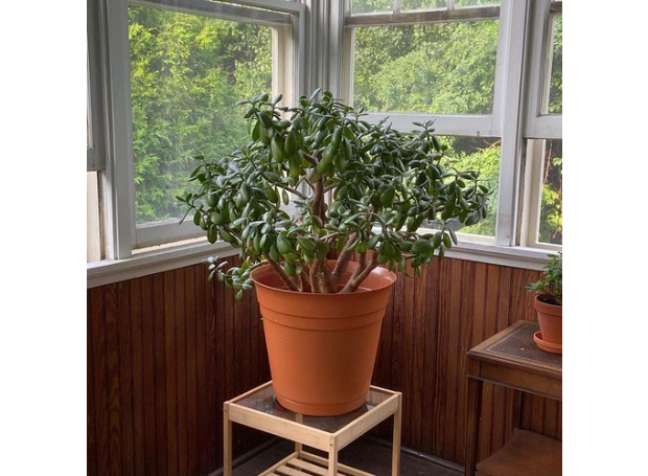 Jade Plant: Jade plants can withstand the combination of cold and hot air. It is a large plant that always turns green when other plants die in a dry atmosphere. Jade Plant: Jade plants can withstand the combination of cold and hot air. It is a large plant that always turns green when other plants die in a dry atmosphere.