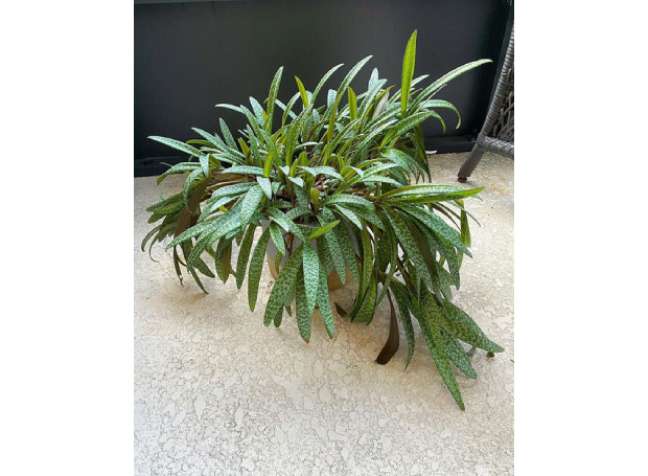 Leopard lily: Although the plant tolerates dry air easily, be careful not to place it near vents or cold drafts. It grows relatively well in most indoor air conditions. Leopard lily: Although the plant tolerates dry air easily, be careful not to place it near vents or cold drafts. It grows relatively well in most indoor air conditions.