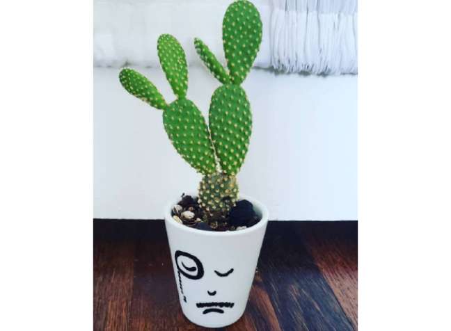 Rabbit Ear: Also known as the angel wing cactus, its thick pillows with magnificent yellow flowers fit well in the dry air inside! Rabbit Ear: Also known as the angel wing cactus, its thick pillows with magnificent yellow flowers fit well in the dry air inside!