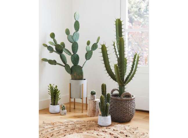 Cacti: Cacti favor low humidity and dry air and perform very well in these conditions. Keep in mind that they require adequate air circulation, lots of light, and good drainage. Cacti: Cacti favor low humidity and dry air and perform very well in these conditions. Keep in mind that they require adequate air circulation, lots of light, and good drainage.