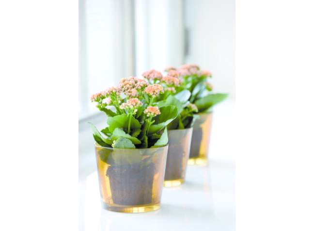 Lucky Flower: These plants thrive in dry air and low humidity, making them one of the best houseplants growing in dry air. Just avoid placing them near an open window in cold weather. Lucky Flower: These plants thrive in dry air and low humidity, making them one of the best houseplants growing in dry air. Just avoid placing them near an open window in cold weather.