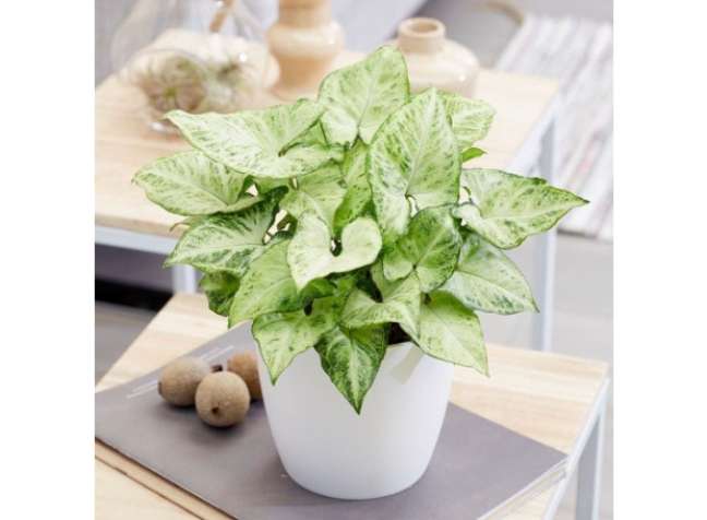 Syngonium spp: Blooming in a dry environment, this is an ideal indoor plant and will never fail to amaze you with its bright green foliage and prominent lines. Syngonium spp: Blooming in a dry environment, this is an ideal indoor plant and will never fail to amaze you with its bright green foliage and prominent lines.