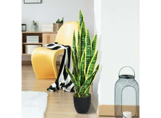 Sword of George: This is a hard-to-kill specimen that can thrive on abandonment. The plant also resists the typical dry indoor air very well. Sword of George: This is a hard-to-kill specimen that can thrive on abandonment. The plant also resists the typical dry indoor air very well.