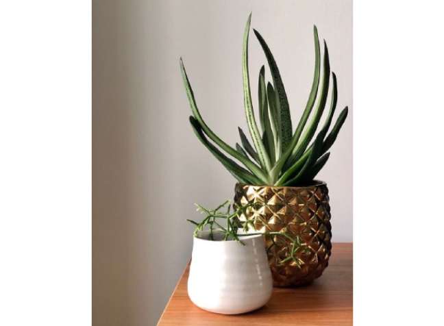 Gasteria: A very easy houseplant to maintain, it does very well in a dry, dimly lit space, especially in winters when dry air can be a big deal. Gasteria: A very easy houseplant to maintain, it does very well in a dry, dimly lit space, especially in winters when dry air can be a big deal.
