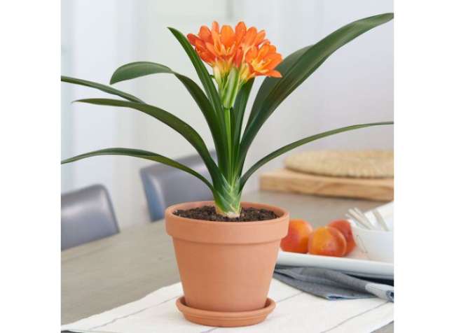 Clivia miniata: Flower fan? Then this should be your choice for a dry climate-loving houseplant! It goes well with any decor thanks to the combination of contrasting foliage and flowers. Clivia miniata: Flower fan? Then this should be your choice for a dry climate-loving houseplant! It goes well with any decor thanks to the combination of contrasting foliage and flowers.