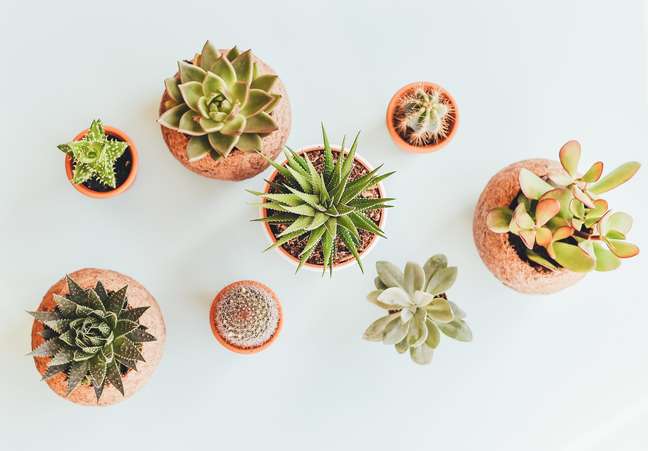 15 plants that grow in places with dry air