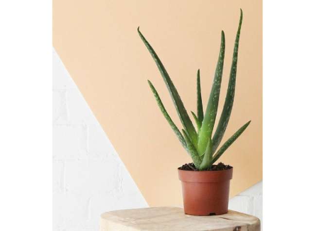 Aloe: Aloe plants are an excellent choice if you have a very dry indoor atmosphere! These desert plants can handle a dry environment like a champ and also love to sunbathe. Aloe: Aloe plants are an excellent choice if you have a very dry indoor atmosphere! These desert plants can handle a dry environment like a champ and also love to sunbathe.