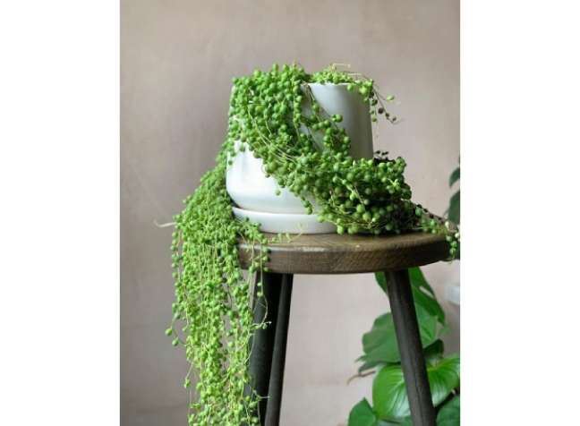 Pearl Necklace: The dangling stems of this plant have beautiful pearl-like leaves that make it one of the best houseplants growing in dry air. Pearl Necklace: The dangling stems of this plant have beautiful pearl-like leaves that make it one of the best houseplants growing in dry air.