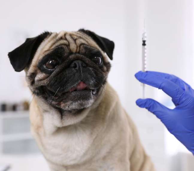 Vaccinating your friend makes travel safer for all pets 