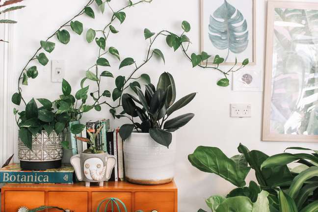 The 17 most popular houseplants – how many do you have? The 17 most popular houseplants – how many do you have?